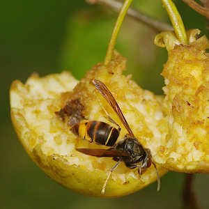 Frelon Pattes Jaunes Photographies Philippe Thiennaud